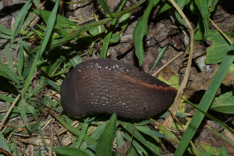 Limax aldrovandi Moquin-Tandon 1855 da Toano (RE)